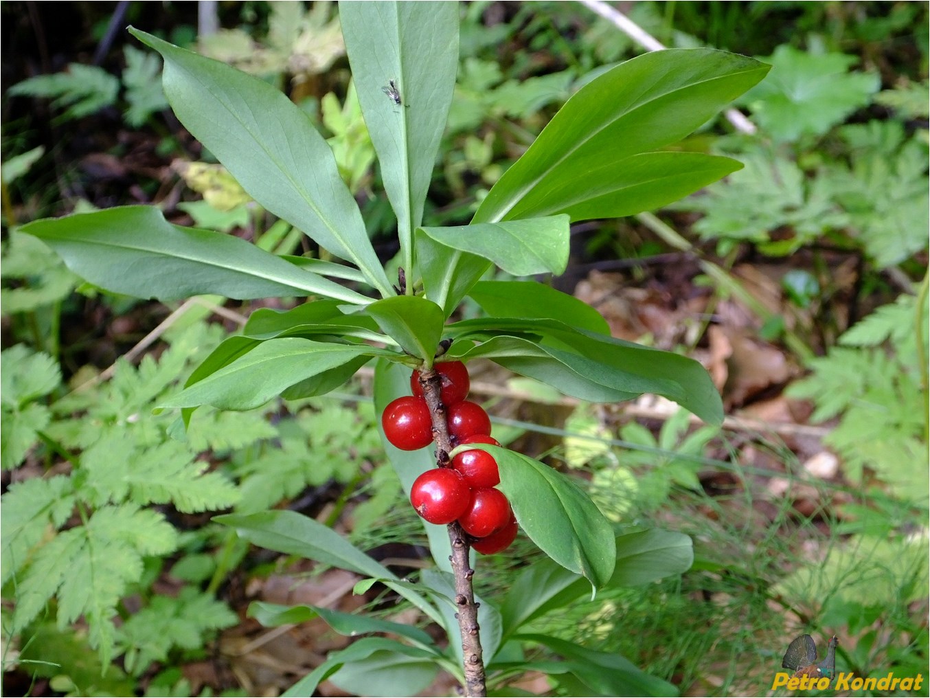 Изображение особи Daphne mezereum.