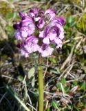 Pedicularis albolabiata