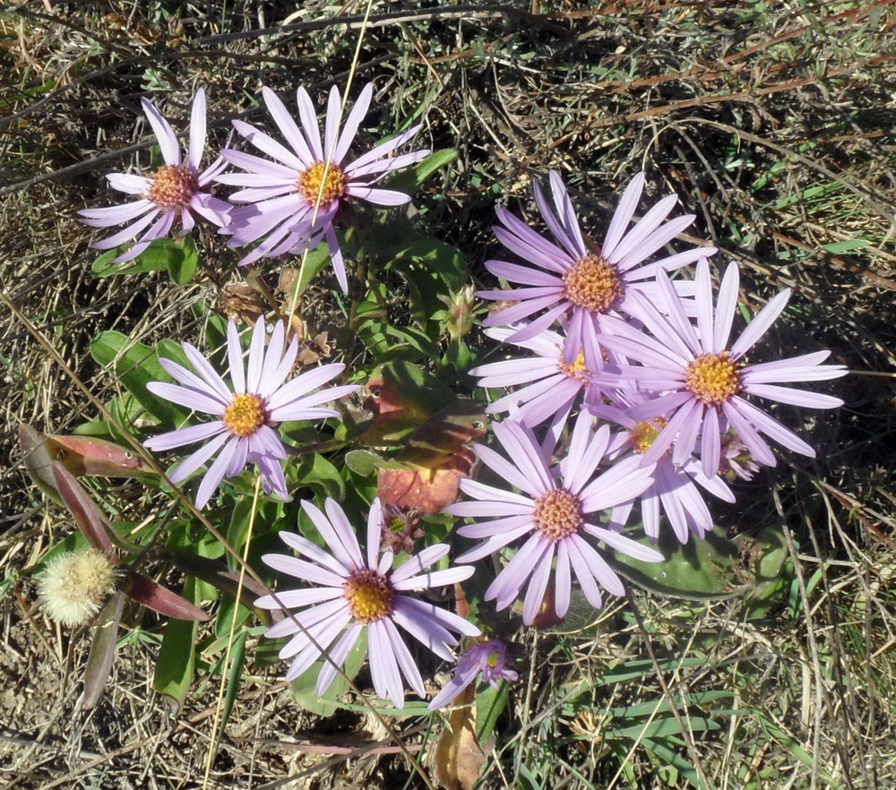 Изображение особи Aster alpinus.