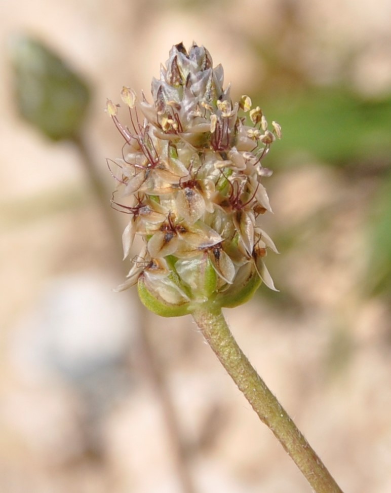 Изображение особи Plantago amplexicaulis.