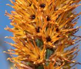 Aloe castanea