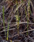 Scheuchzeria palustris. Вегетирующий побег и верхушка цветущего растения. Пермский край, Краснокамский р-н, сосново-пушицево-кустарничково-сфагновое болото. 12.06.2019.