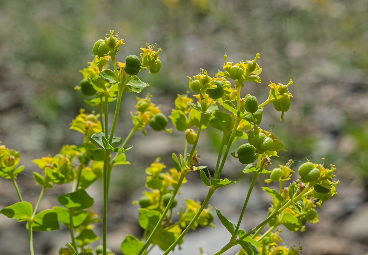 Изображение особи Euphorbia uralensis.