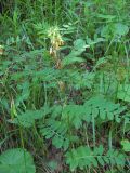 Vicia balansae