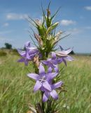 Campanula lambertiana. Соцветие. Краснодарский край, Темрюкский р-н, гора Дубовый Рынок, разнотравно-злаковый луг на пологой вершине. 17.06.2017.