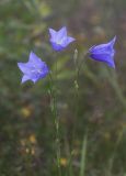 Campanula persicifolia. Верхушка цветущего растения. Московская обл., Одинцовский ГО, Звенигородская БС МГУ, окр. дер. Волково, луг на просеке ЛЭП. 20.07.2020.