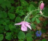 Aquilegia ecalcarata. Цветок. Тверская обл., г. Тверь, Заволжский р-н, ботанический сад ТвГУ, в культуре. 1 июня 2019 г.