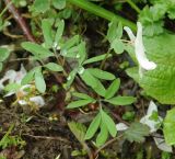 Corydalis angustifolia. Цветущее растение. Азербайджан, Гахский р-н, с. Илису. 19.04.2010.