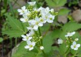 Cardamine leucantha