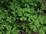 Anemone baicalensis ssp. occidentali-sajanensis