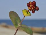 Lonicera etrusca. Верхушка побега с соплодием. Крым, ГО Алушта, подножие горы Кастель. 16.08.2022.