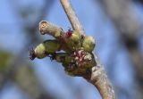 Corylus avellana. Почки с женскими соцветиями. Испания, автономное сообщество Каталония, провинция Жирона, комарка Баш Эмпорда, муниципалитет Калонже, межа между полями. 05.03.2023.