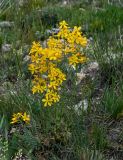 Hypericum elongatum