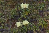 Rhododendron aureum