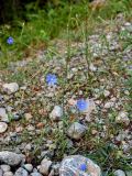 Cichorium intybus