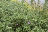 Malva sylvestris