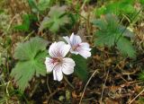 Geranium krylovii