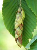 Carpinus cordata