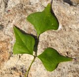 Erythrina corallodendron