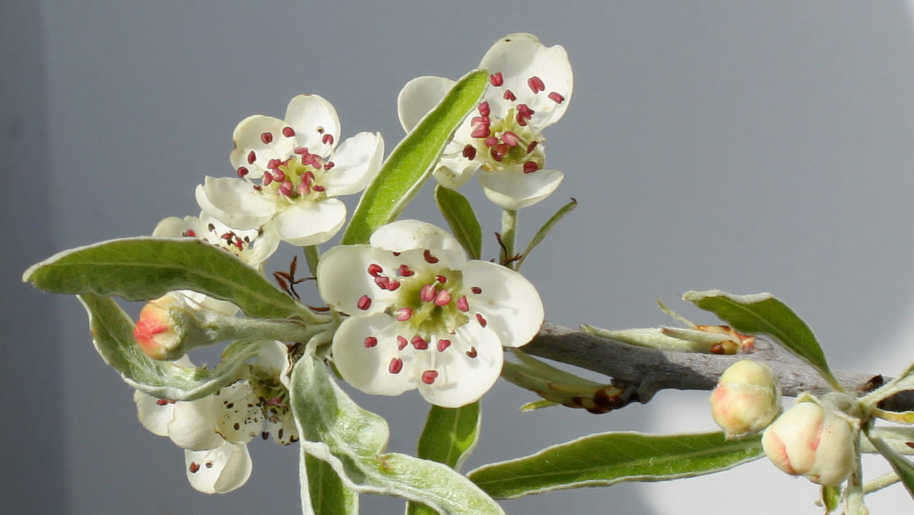 Изображение особи Pyrus salicifolia.