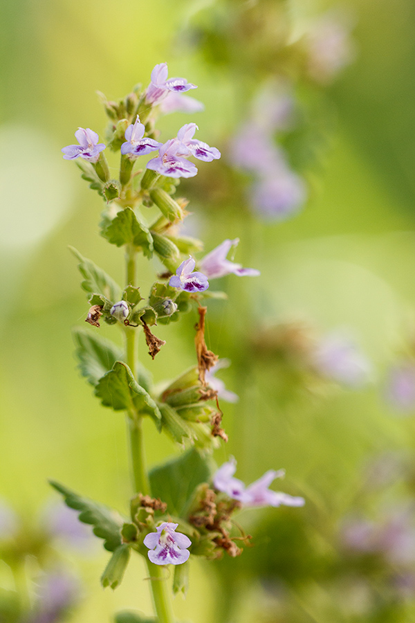 Изображение особи Glechoma hederacea.