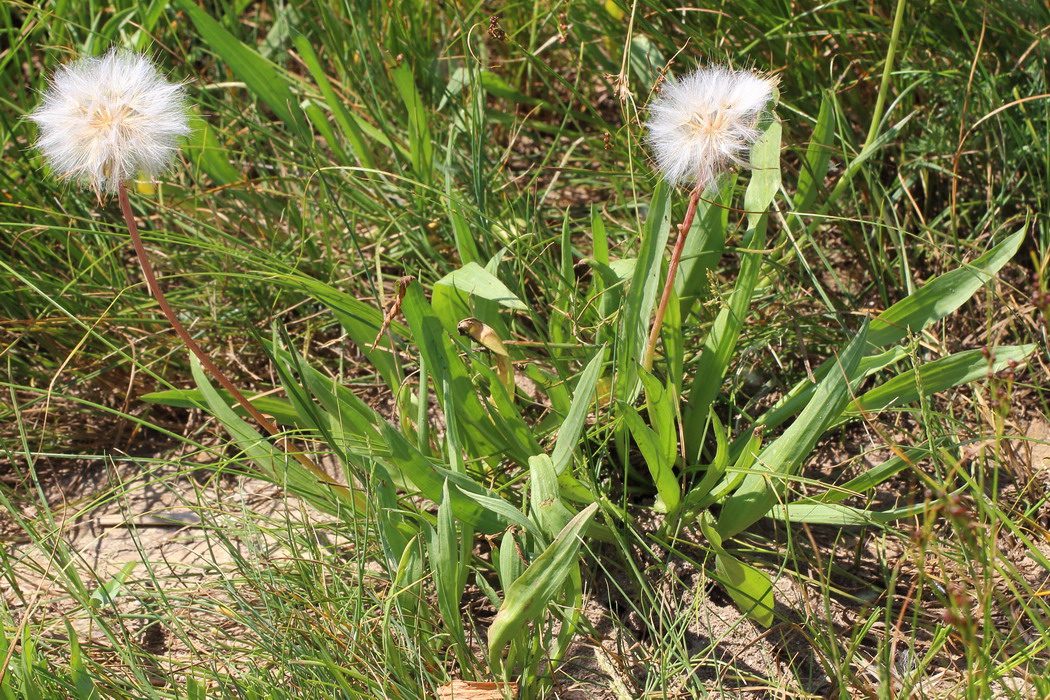 Козелец мелкоцветковый (Scorzonera parviflora)