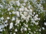 род Eriophorum