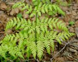 Dryopteris expansa