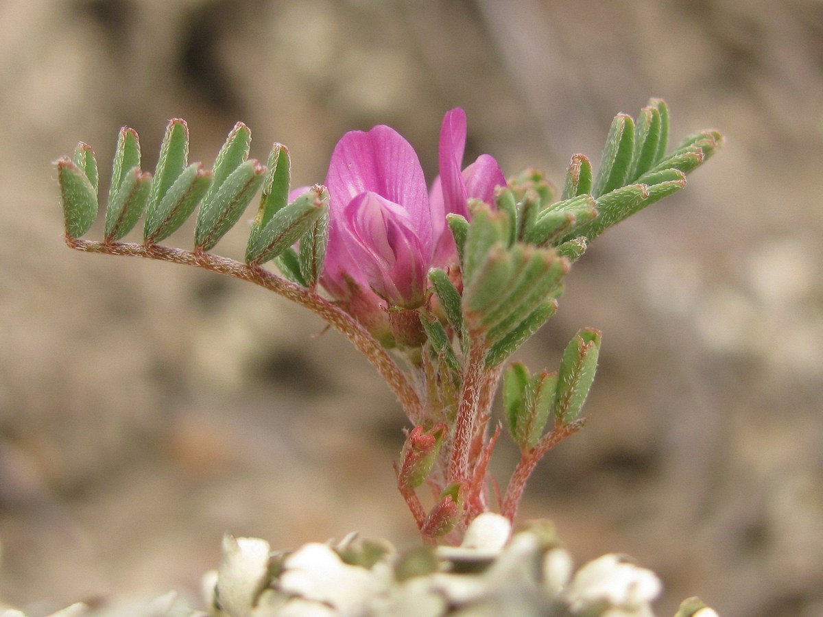 Изображение особи Astragalus oxyglottis.