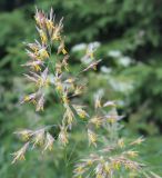 Festuca pratensis. Соцветие с распустившимися цветками. Вологодская обл., Шекснинский р-н. 22.06.2014.