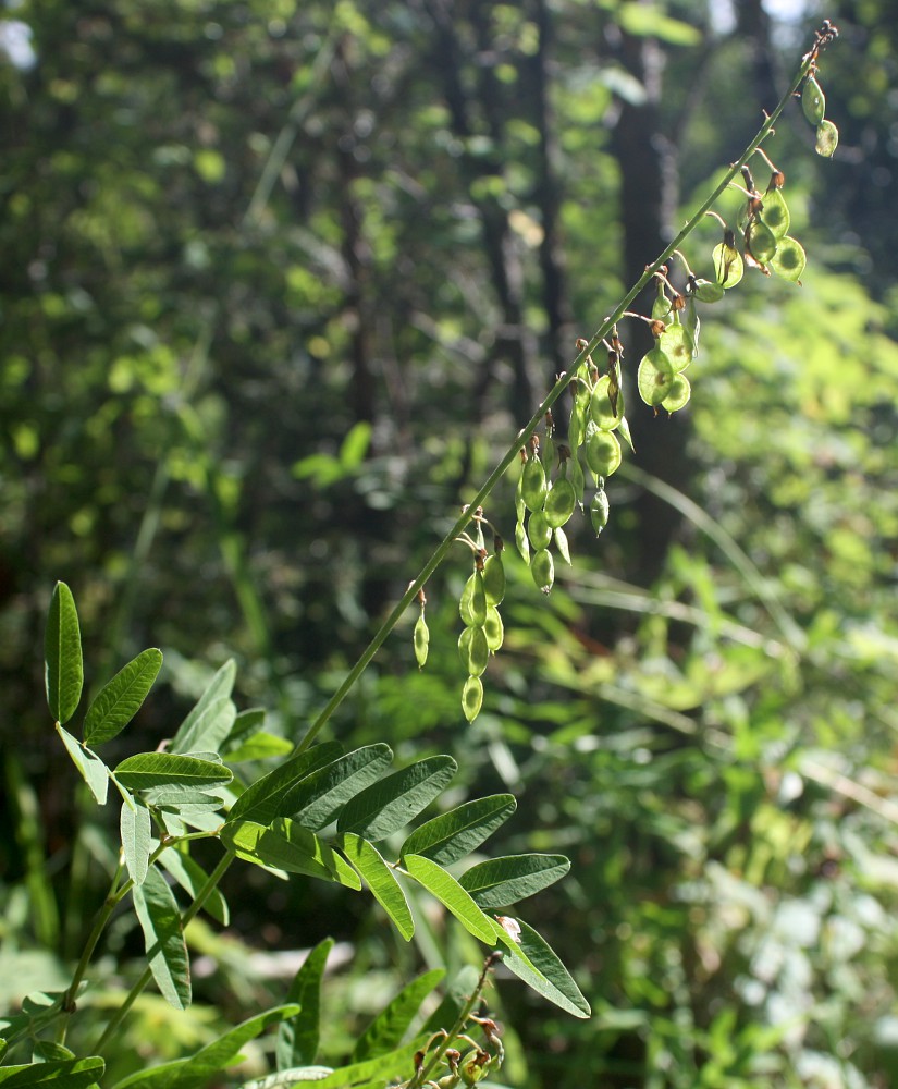 Изображение особи Hedysarum alpinum.