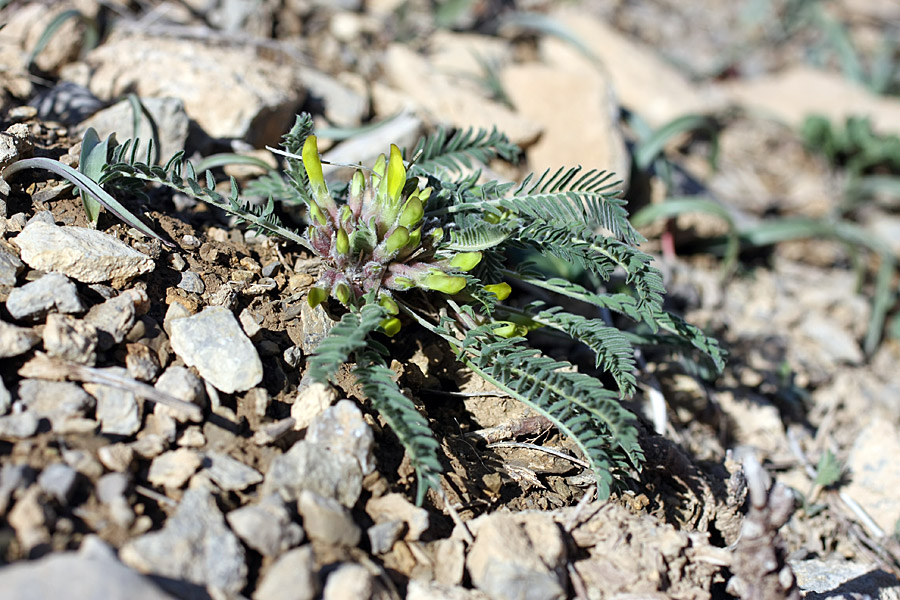 Изображение особи Astragalus atrovinosus.