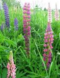 Lupinus × regalis. Соцветия. Томская обл., окр. г. Томск, луг на месте заброшенных садовых участков. 27.06.2009.