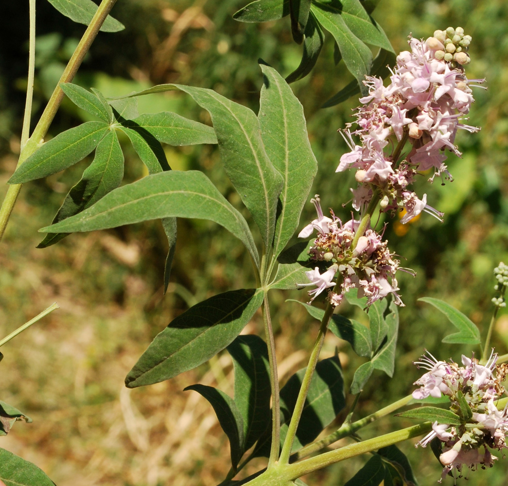 Изображение особи Vitex agnus-castus.