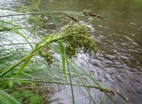 Scirpus sylvaticus. Верхушка плодоносящего растения (вверху и внизу - побеги плодоносящей Carex acuta). Иркутская обл., Шелеховский р-н, окр. ж.-д. ост.п. \"Голубые ели\", берег р. Олха. 19.07.2014.