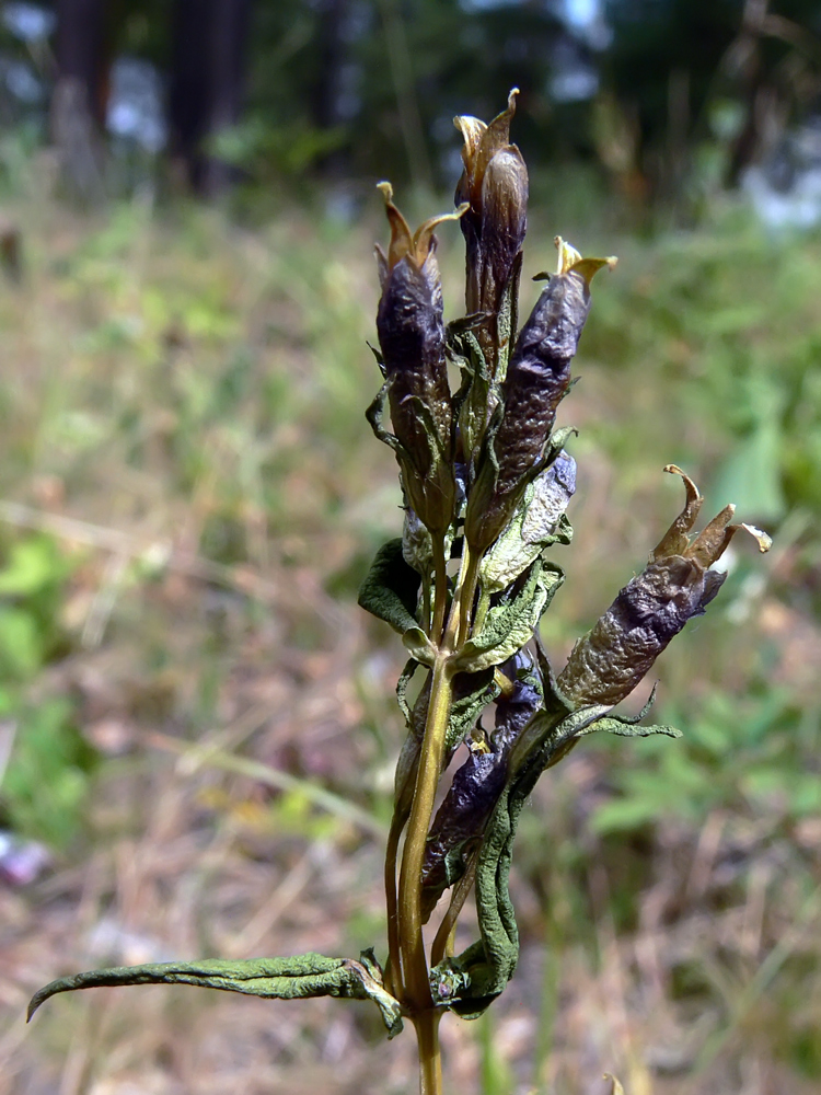 Изображение особи Gentianella amarella.