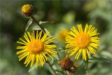 Inula salicina