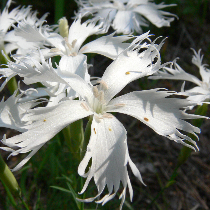 Изображение особи Dianthus acicularis.