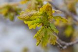 Quercus robur. Ветвь с соцветиями. Татарстан, Нижнекамский р-н, остепненной склон на правом берегу р. Зай. 6 мая 2016 г.