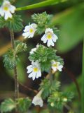 Euphrasia vernalis. Верхушка цветущего растения. Ленинградская обл., окр. пос. Рощино. 24.07.2009.