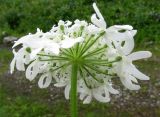 Heracleum dissectum