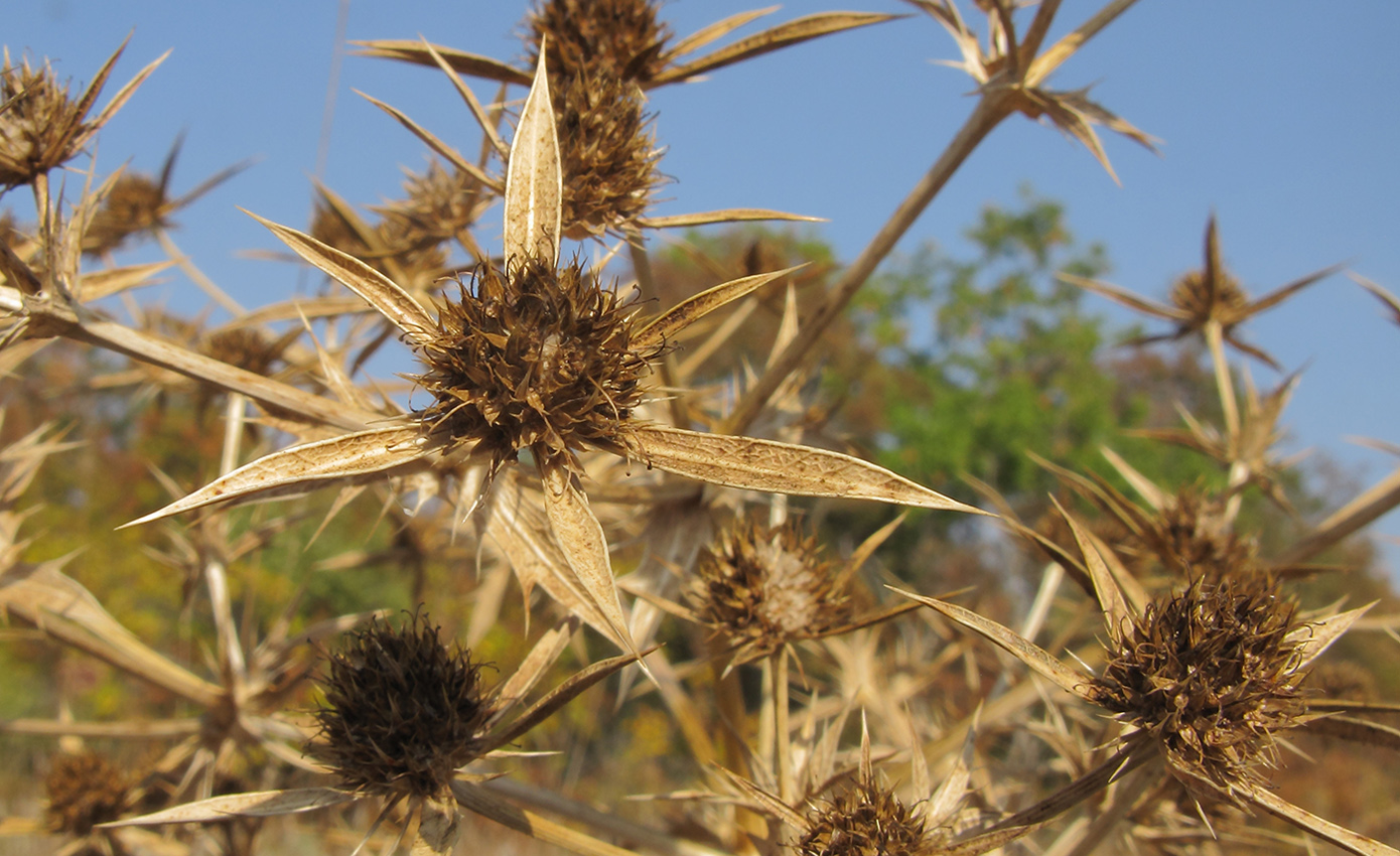 Изображение особи Eryngium campestre.