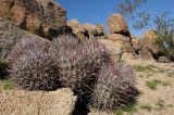 Echinocactus polycephalus. Вегетирующие растения. США, Калифорния, Joshua Tree National Park, пустыня Колорадо. 01.03.2017.