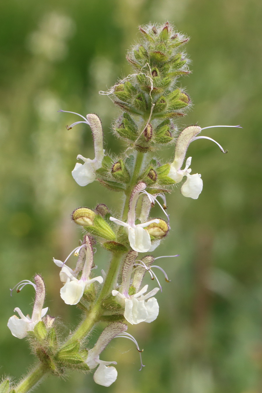 Изображение особи Salvia revelata.