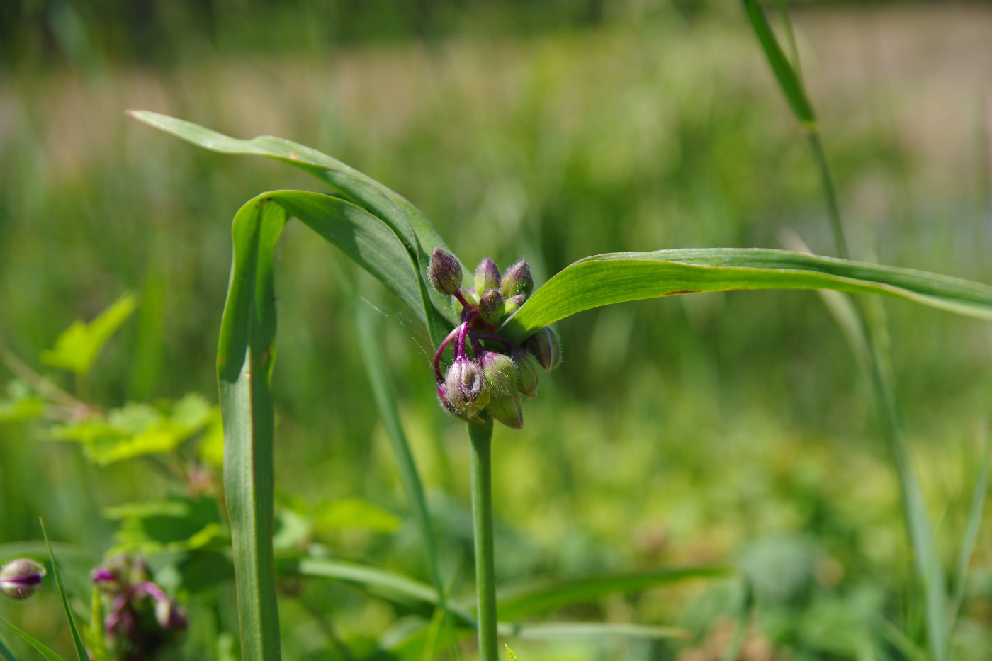 Изображение особи Tradescantia virginiana.