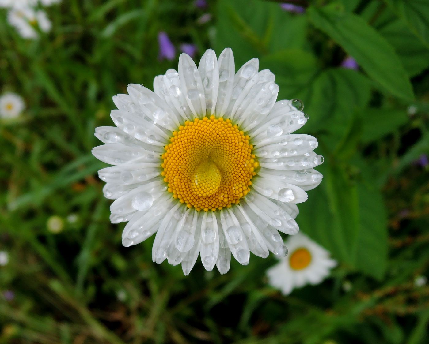 Изображение особи Leucanthemum vulgare.