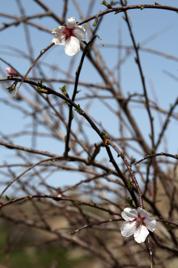 Изображение особи Amygdalus bucharica.