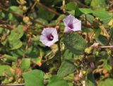 семейство Convolvulaceae. Верхушка побега с цветками. Южный Китай, Гуанси-Чжуанский автономный р-н, окр. г. Яншо. 12.10.2017.