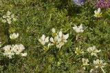 Trifolium polyphyllum. Верхушки цветущих растений. Кабардино-Балкария, Эльбрусский р-н, южный склон г. Эльбрус, рядом с геофизической вышкой, выс. ок. 3000 м. Июль 2009 г.