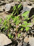 Parietaria micrantha